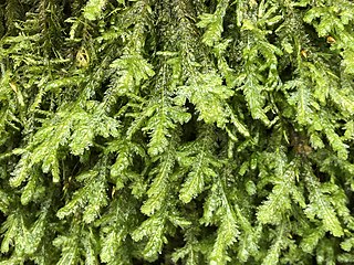 <i>Exsertotheca</i> Genus of mosses