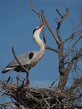 Grey heron standing on its nest high in the tree lookimg upwards, Pont de Gau, Provence, France