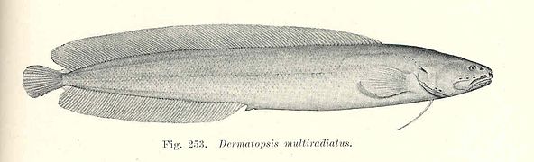 Dermatopsis multiradiatus.
