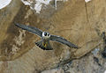 Adult, Morro Rock, California, USA