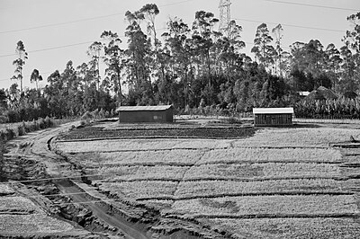 Land reform in Ethiopia