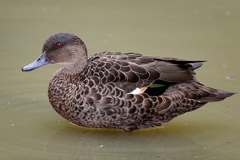 File:Female Chestnut Teal duck.jpg