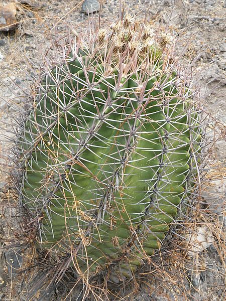 File:Ferocactus latispinus ssp. spiralis (5747380715).jpg