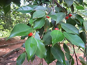 ညောင်သပြေ (Ficus benjamina)