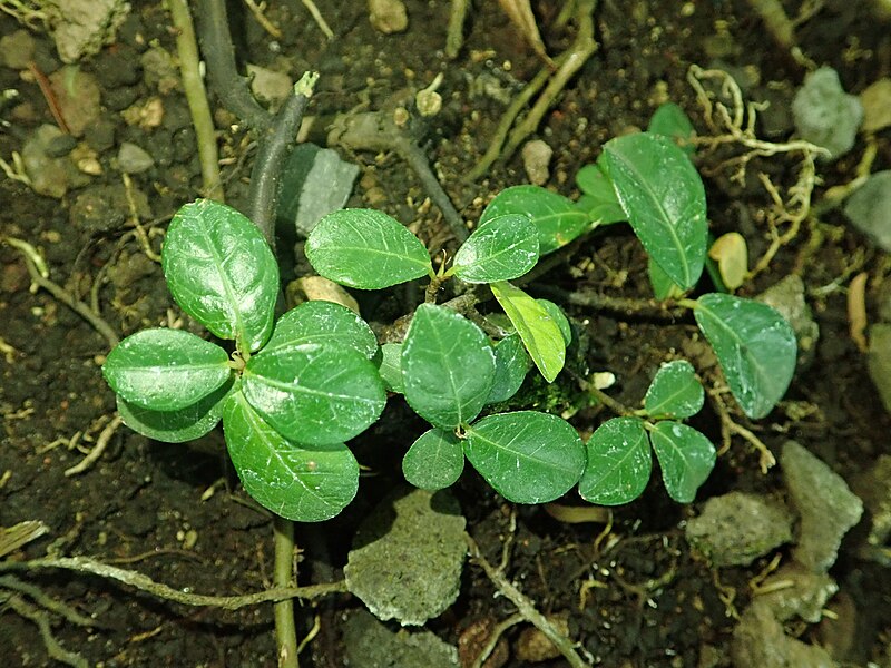 File:Ficus vaccinioides 2019-12-13 5589.jpg