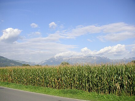 Kukuričné pole v Lichtenštajnsku