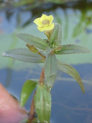 Fig. 09 Lymnophylla indica.jpg