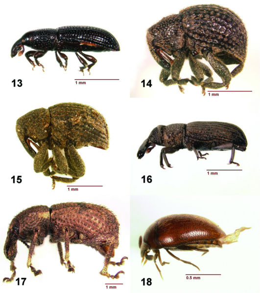 File:Figures 13–18. Habitus images. 13 in Comparison of the Coleoptera communities in leaf litter and rotten wood in Great Smoky Mountains National Park, USA.png