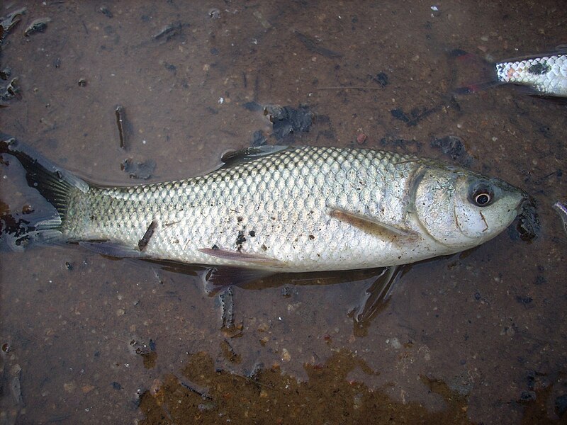 File:Fish unknown 001.jpg