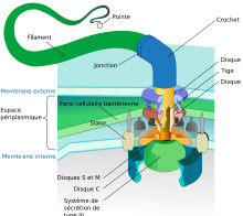 Flagellum base diagram-fr.svg