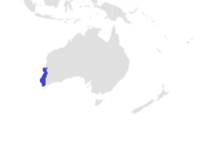 Distribución de Orectolobus floridus (en azul)