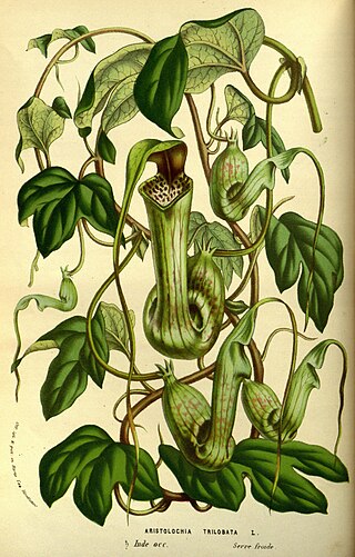 <i>Flore des Serres et des Jardins de lEurope</i> 19th century European horticulture journal