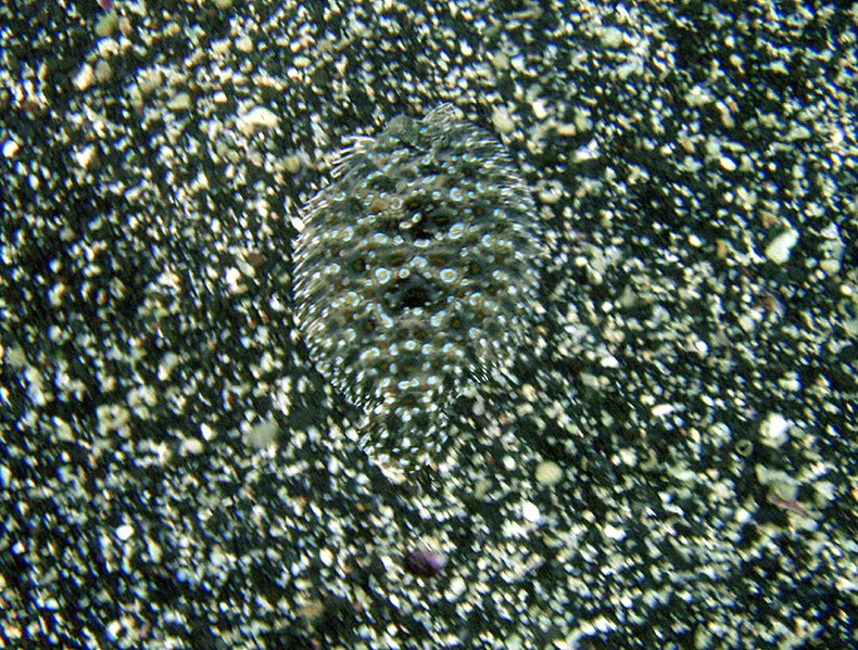 File:Flower flounder at black sand.jpg