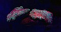 Fluorescent Coral 8.jpg