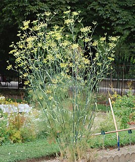 <i>Foeniculum</i> Genus of flowering plants