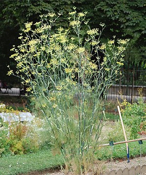 Foeniculum Vulgare: Morfologia, Coltivazione, La raccolta del finocchio selvatico