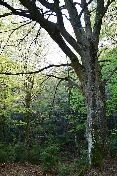 File:Font de les Travesses, faig.jpg