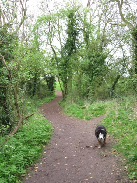 File:Footpath in the Woods, Weston Turville Reservoir - geograph.org.uk - 1379108.jpg