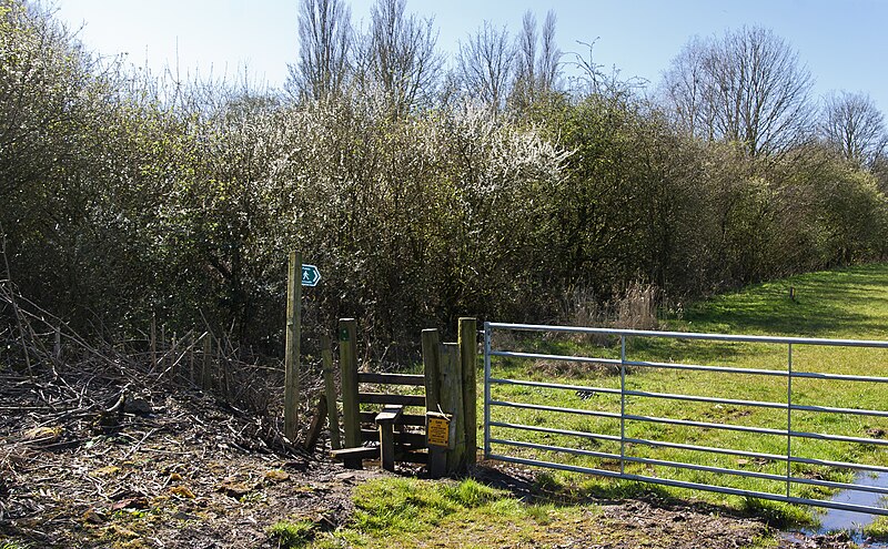 File:Footpath through Halls Wood to Hill Farm - geograph.org.uk - 5331071.jpg