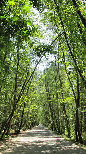 Forest Park Gysum, Iran