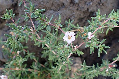 Salt glands on the leaves of Frankenia ericifolia