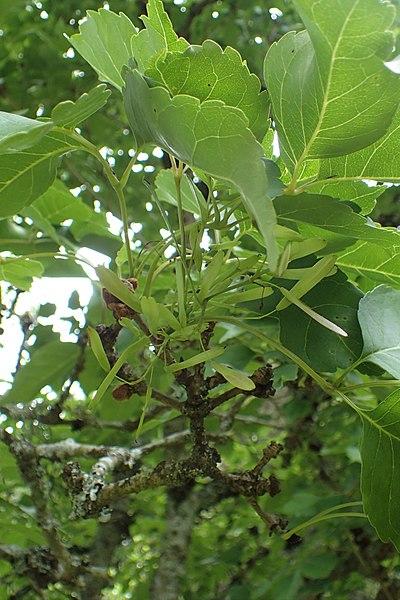 File:Fraxinus chinensis kz04.jpg