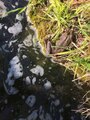 File:Frog in a pond in Schlieren, Switzerland.ogv