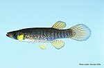 Miniatura para Fundulus escambiae