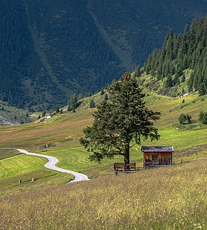 Landscape with a pine tree and a hut in the Jamtal valley. Tyrol, Austria