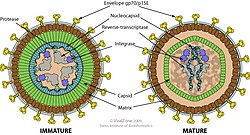 Gammaretrovirus virion.jpg