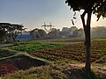 Garden Fields in Chittagong, Bangladesh