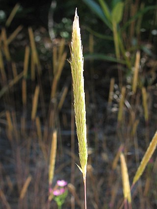 <i>Gastridium ventricosum</i> Species of grass