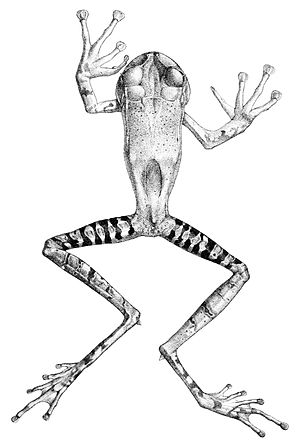 Gastrotheca guentheri (2).jpg