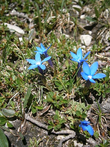 File:Gentiana bavarica RHu 02.JPG