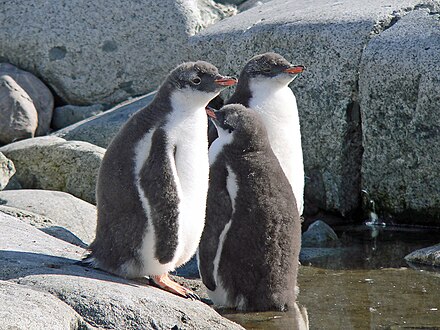 Young gentoo penguins