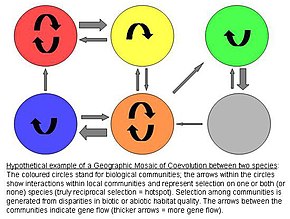 Coevolution.jpg географиялық MOSAIC МОДЕЛІ