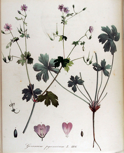 File:Geranium pyrenaicum — Flora Batava — Volume v13.jpg