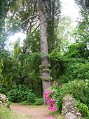 Tree and roses