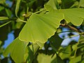 Thumbnail for File:Ginkgo biloba.004 - Ponferrada.jpg