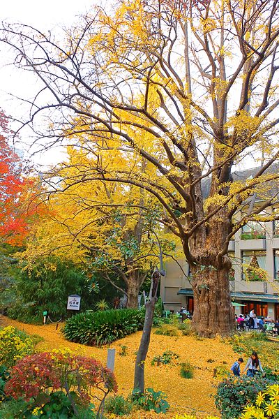 File:Ginkgo biloba - Hibiya Park.jpg