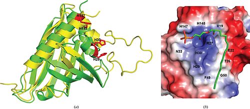 Recognition of lysophosphatidic acid C18:2 by ginseng major latex-like protein 151. (a) Superposition of ginseng major latex-like protein 151 (GLP;green) and the lowest energy major latex protein 28 conformer (yellow). The mutated residues in GLP are represented by red sticks. (b) The electrostatic molecular surface of GLP modelled with LPA C18:2 in close conformation. The positions of the residues that recognize LPA C18:2 are labelled. Gintonin structure.jpg