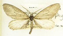 Glaucina epiphysaria, -26133, Det. John L. Sperry, Riverside, California. 30 March 1937, John L. Sperry (49551193756).jpg