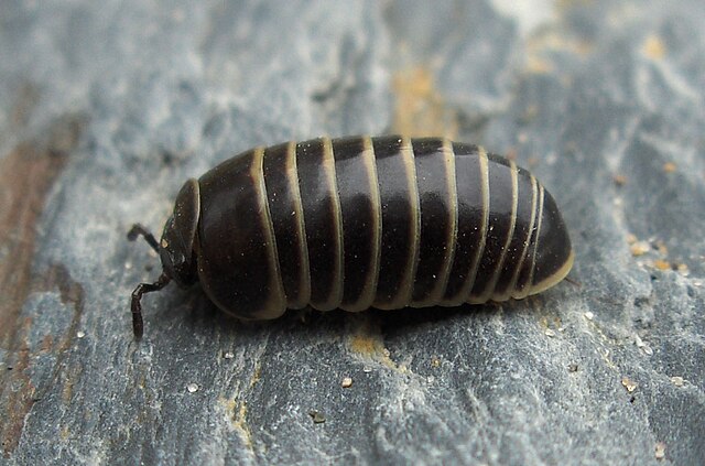 A black pill millipede, with white borders to each segment.