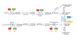 Glycolysis including irreversible steps.png