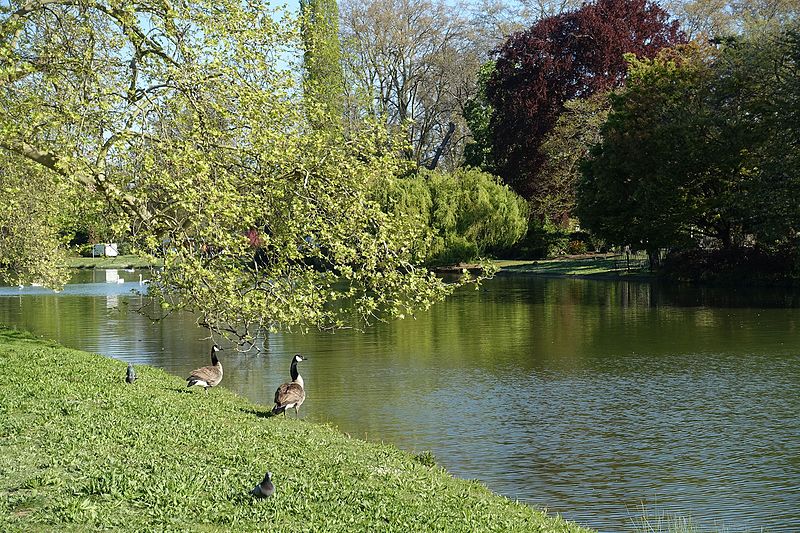 File:Goose @ Lac Daumesnil @ Bois de Vincennes @ Paris (26747086685).jpg