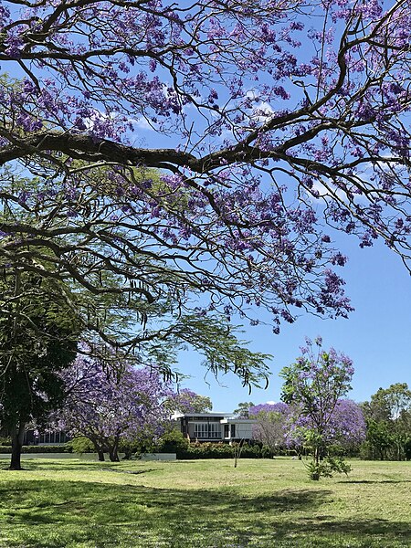 File:Gordon Thomson Park, Rosebery Terrace, Chelmer, QLD Australia 04.jpg