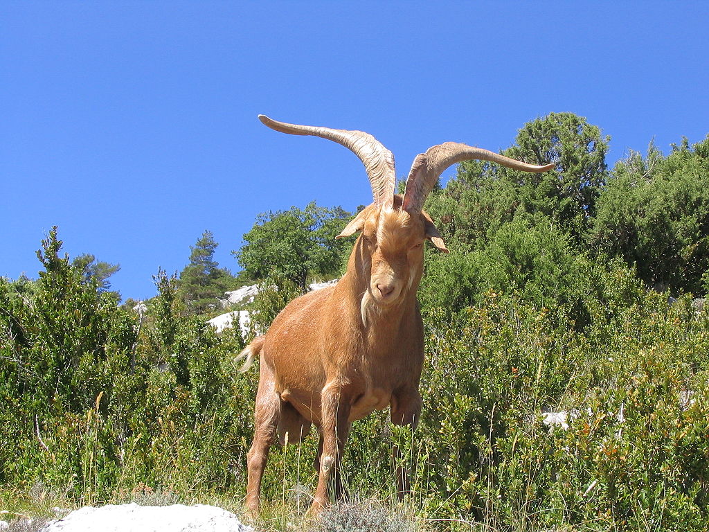 Gorge du Verdon Goat 0254
