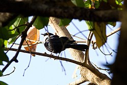 Grafisia Torquata (White-collared Starling).jpg