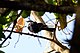 Grafisia Torquata (White-collared Starling).jpg