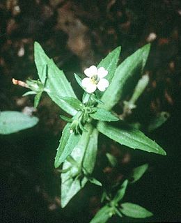 <i>Gratiola neglecta</i> Species of flowering plant